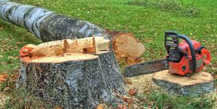 Best Tree Maintenance Programs  in Friona, TX