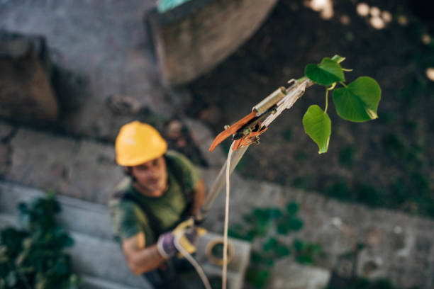 Friona, TX Tree Removal Company