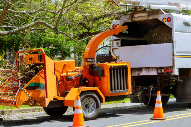  Friona, TX Tree Removal Pros