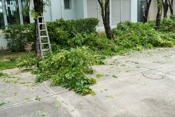 How Our Tree Care Process Works  in  Friona, TX