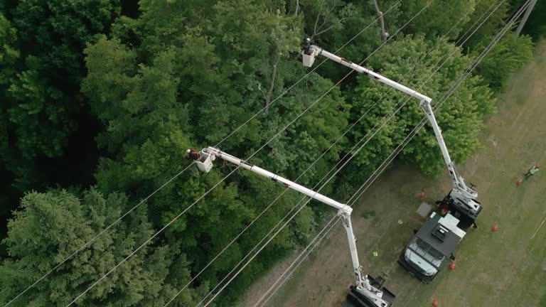 How Our Tree Care Process Works  in  Friona, TX