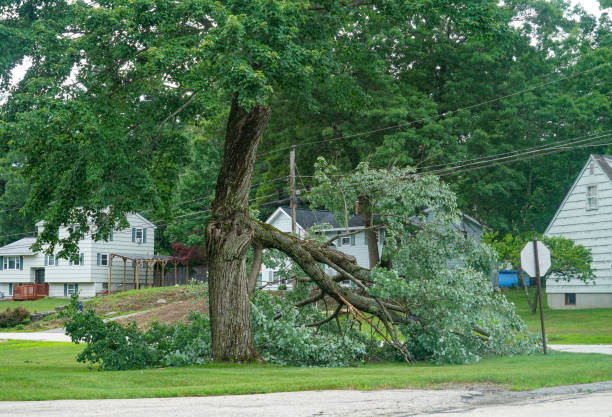 Friona, TX Tree Removal Company