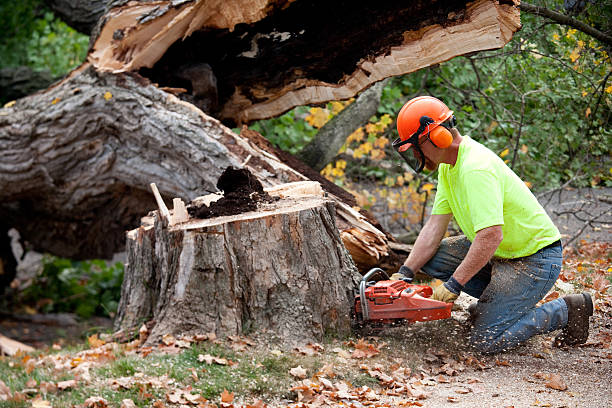 Best Firewood Processing and Delivery  in Friona, TX